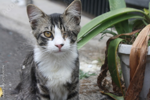 Foto A close-up portrait of a young gray-and-white tabby cat with one amber eye open