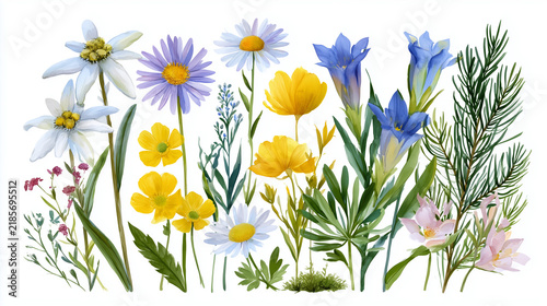 Watercolor illustration of various alpine wildflowers including edelweiss, gentian, and buttercups on a white background.