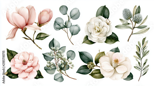 Watercolor floral elements collection with pink magnolias, white camellias, eucalyptus leaves, and berries isolated on white background