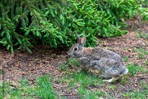 Bild auf Leinwand Cottontail rabbit (Lepus sylvaticus) on meadow,nature scene from Wisconsin