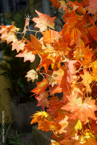 Konstfotografi Bright orange autumn leaves in outdoor sunlight