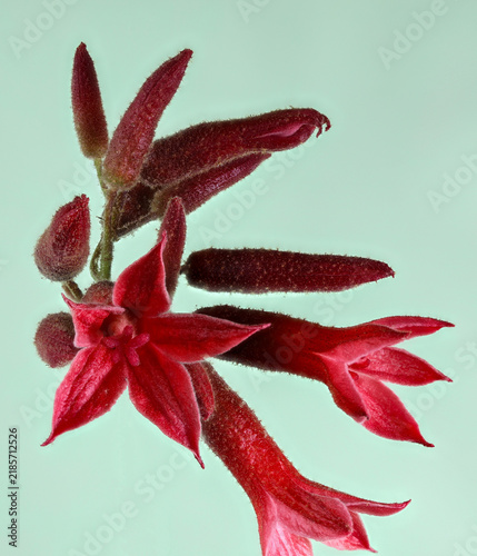 Little Kurrajong Flower