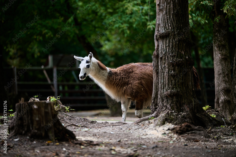 Fototapeta premium llama in the zoo