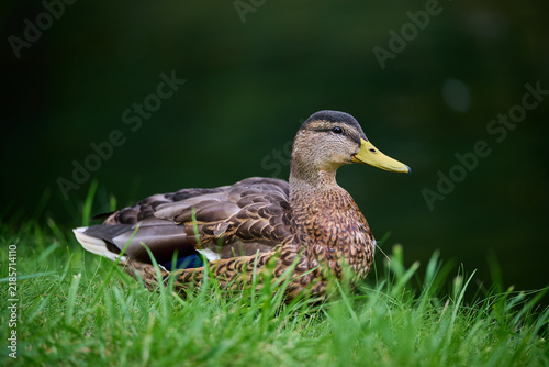 duck on the grass