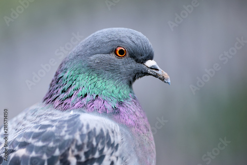 close up of a pigeon