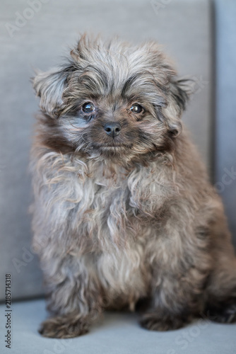 yorkshire terrier puppy