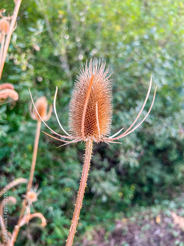 Konstfotografi Dried Teasel
