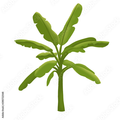 Green Banana Tree Tropical Plant Illustration Isolated on Transparent Background
