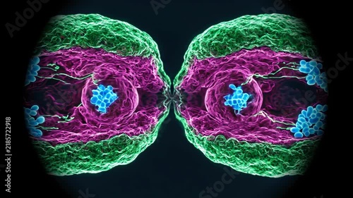 False-colored microscopic image depicting two eukaryotic cells in the process of division, revealing intricate internal structures including chromosomes and cytoplasm.