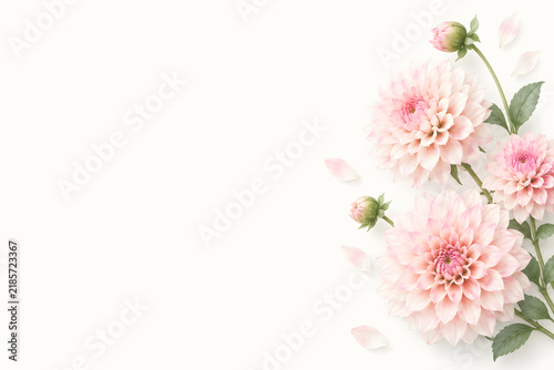 Minimal Pink Dahlia Flowers with Copy Space on White