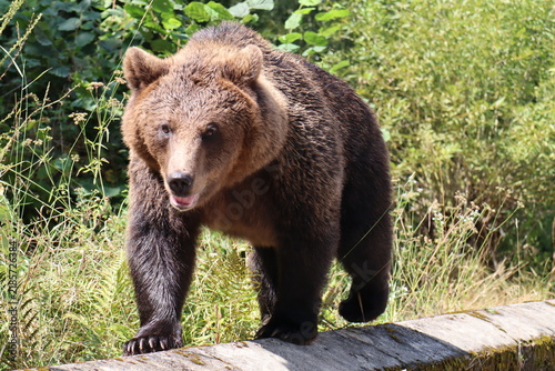 Fotografía Wild brown bear walking forward along a concrete wall near the road in the mount