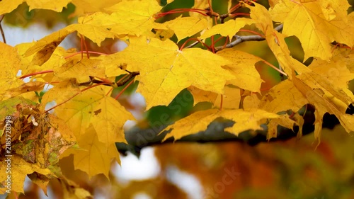 Bright yellow maple leaves gently swaying in the wind during a warm golden autumn day in the park. Seasonal nature, autumn foliage, peaceful outdoor scenery, and beautiful fall landscape concept.