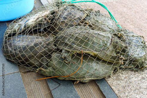 Foto Turtles trapped in netting on textured floor