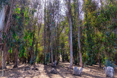 Exploring Morro Dunes Natural Preserve in Montana de Oro State Park