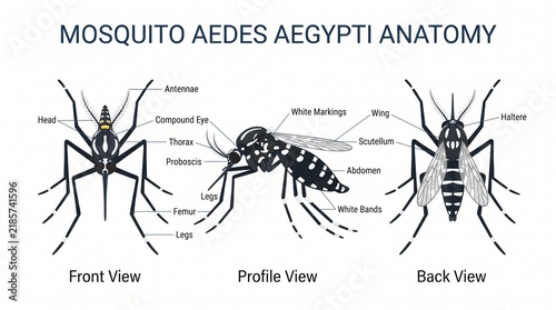 Educational Anatomy Diagram of A Mosquito Featuring Front Profile and Back Views