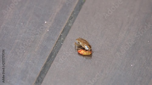 Cockroach eats food leftovers in the kitchen