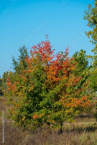 beautiful trees in the nature