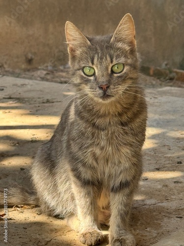 Konstfotografi Grey Tabby Cat Sitting Upright with Striking Green Eyes Looking at Camera Outdoo