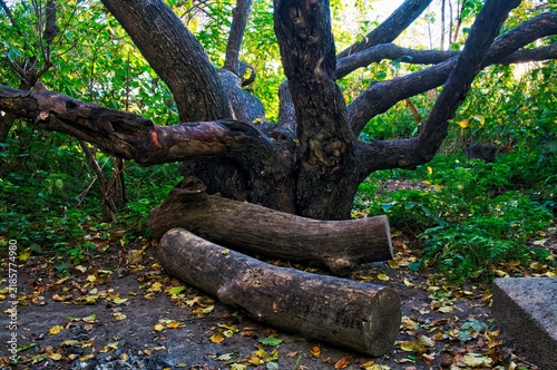 beautiful trees in the nature