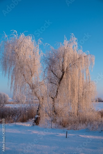 beautiful trees in the winter