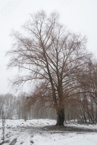 beautiful trees in the winter