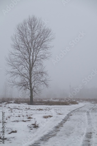 beautiful trees in the winter