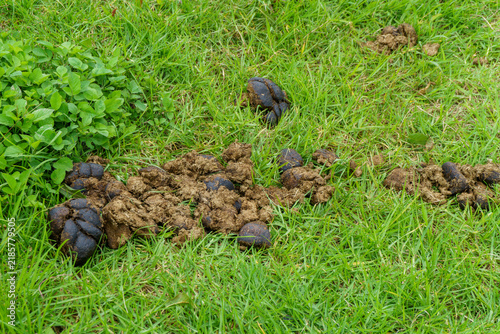 Фотография Fresh horse manure resting on green grass in field