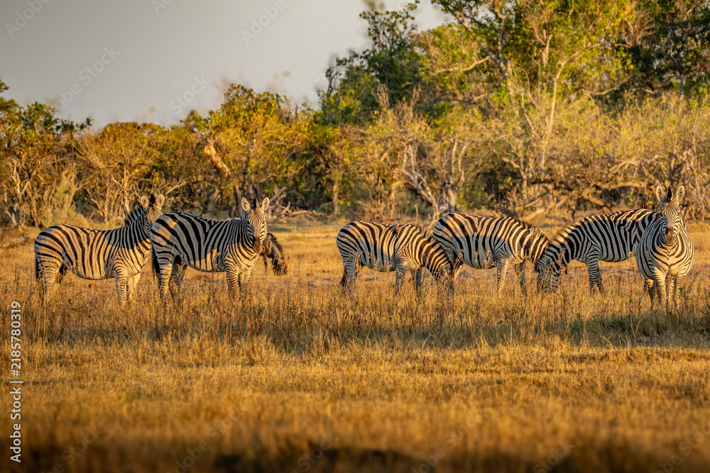 Obraz premium Zebras grazing in groups at sunset in Mara triangle during migration season