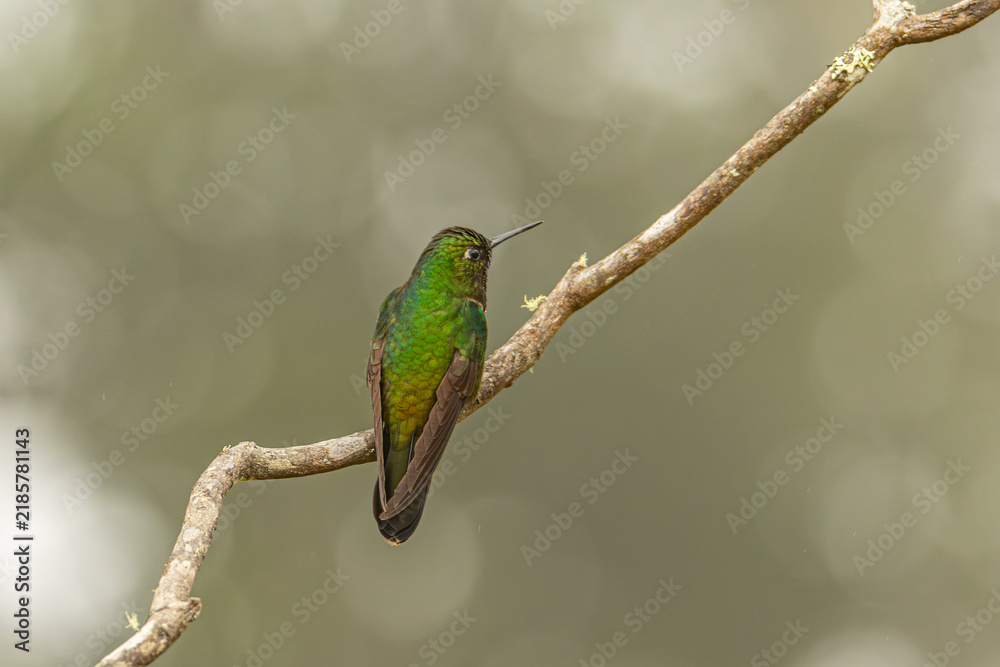 Fototapeta premium Sparkling violetear (Colibri coruscans) Ecuador