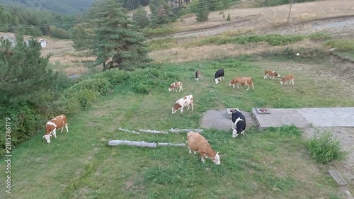 Aerial view of a small herd of cows and calves grazing grass on a backyard lawn