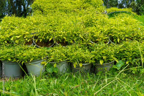 Canvastavla Rows of potted plants on green grassy ground