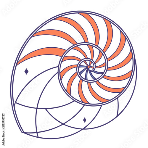 Nautilus shell spiral illustration in geometric line art style with sea shell