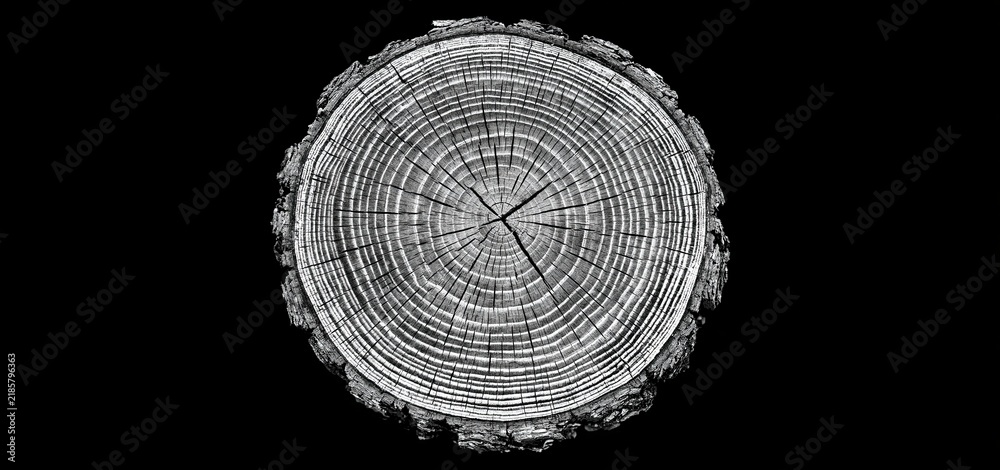 Obraz premium A close-up of a tree trunk's concentric growth rings arranged in a minimalist black and white composition.