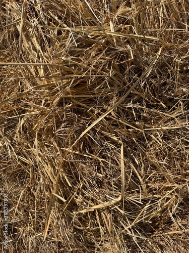 Tapety artystyczne hay bale background