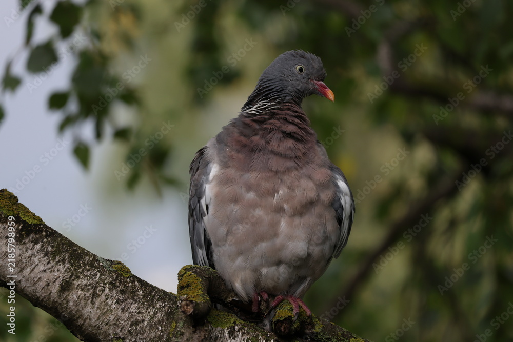Fototapeta premium Wood Pigeon, Columba palumbus, resting on a sturdy birch branch