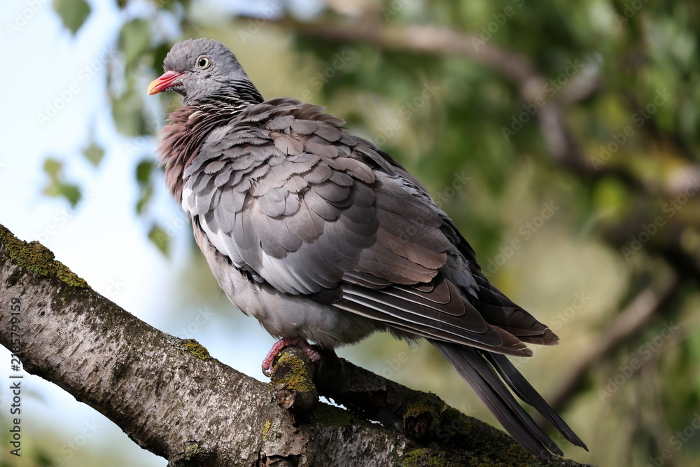 Obraz premium Wood Pigeon, Columba palumbus, relaxing on a tree branch with fluffed feathers in peaceful woodland nature