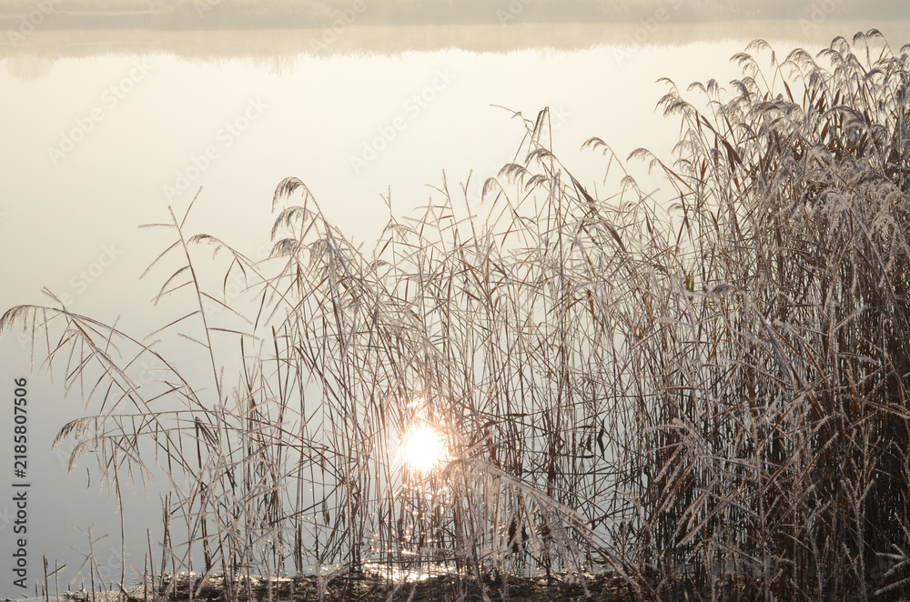 Obraz premium Golden sunlight shining through frosted common reed on a calm misty lake, late autumn morning nature background