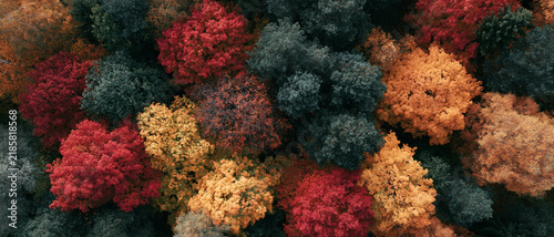 A vibrant aerial view of an autumn forest displaying a stunning tapestry of red, orange, yellow, and dark green foliage. The rich colors create a beautiful mosaic from above