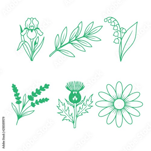 Set of Green Leaves and Vector Floral Elements Botanical Nature Illustration for Spring Summer Decoration Pattern Eco Design and Natural Plant Art