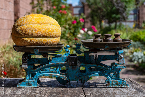 Bild auf Leinwand Ripe yellow melon on vintage mechanical balance scale, closeup