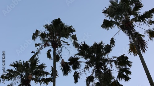 Tall palm trees stand against a clear blue sky. Leaves sway gently in the breeze. Silhouettes create a peaceful tropical scene. Ideal for travel, vacation, or beach imagery