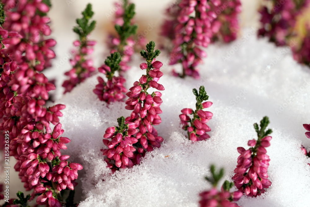 Poster Blüten im Schnee, Blume, Knospe, Knospen, Besenheide (Calluna vulgaris), Heidekr – Wandbild