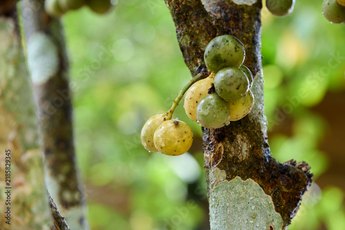 Bunch of ripe Lansium parasiticum on tree