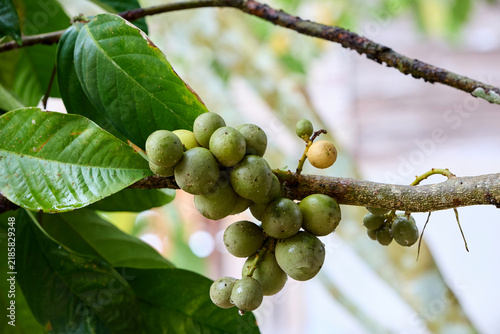 Bunch of ripe Lansium parasiticum on tree
