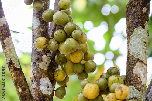 Bunch of ripe Lansium parasiticum on tree