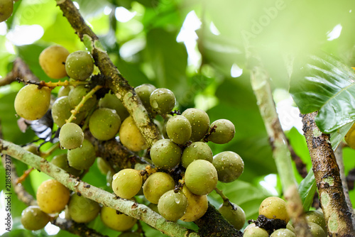 Bunch of ripe Lansium parasiticum on tree