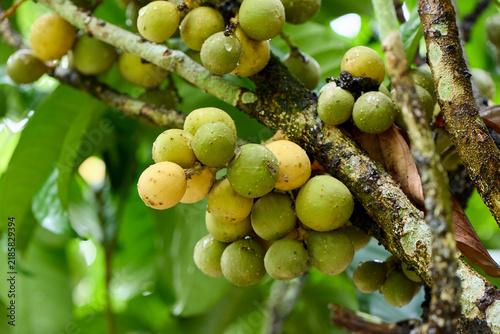 Bunch of ripe Lansium parasiticum on tree
