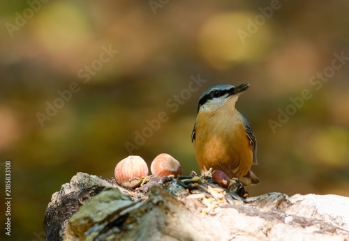 Fotografie Eurasian nuthatch (Sitta europaea)