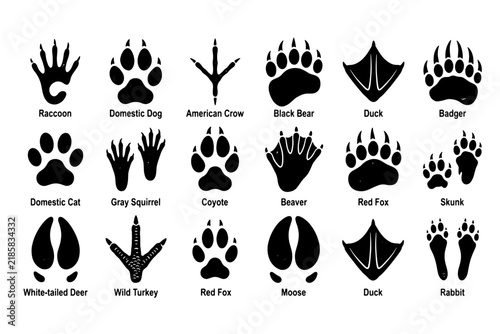 Animal footprints display multiple black track silhouettes categorized clearly on white backdrop.