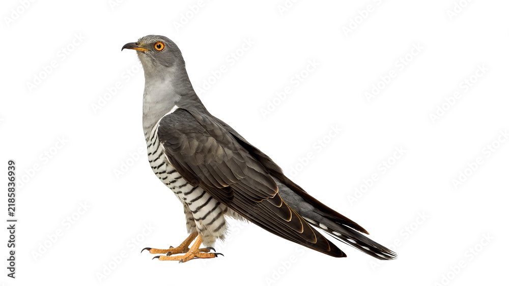 Obraz premium Wild common cuckoo bird standing and looking alert isolated on transparent background